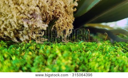 Close Up Of Mos On Tree Trunk, A Mos Plant Growing So Many On Rocks,selective Focus