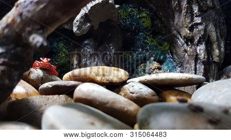 Red Strawberry Poison Dart Frog Costa Rica And Nicaragua. Beautiful Poisonous Animal From The Centra