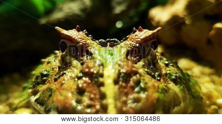 Big Frog Eyes Of The African Bullfrog,mostly Submerged The African Bullfrog Keeps Watch For Predator