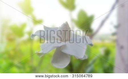 Beautiful Gardenia Jasminoides Flower On Tree In Garden