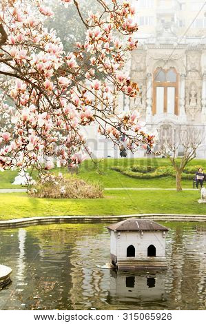 Pink Magnolia Tree In Blossom At Ihlamur Palace Of Istanbul