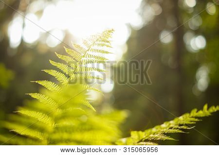 Green Fern Leaf With Seeds In Sunset Bokeh Light