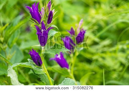 Campanula Persicifolia, The Peach-leaved Bellflower, Is A Flowering Plant Species In The Family Camp