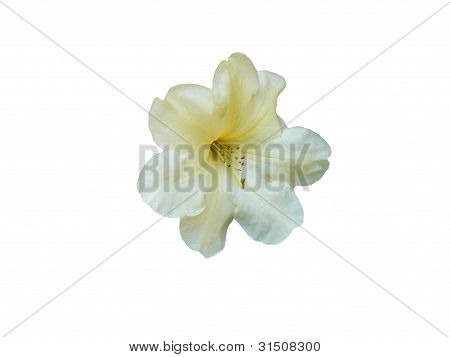 Pale Yellow Rhododendron