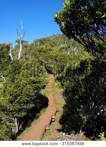 Pihea Trail, On The Na Pali Kona Forest Preserve, Provides Aid To Hiking In  The Wooden Traill Bridg