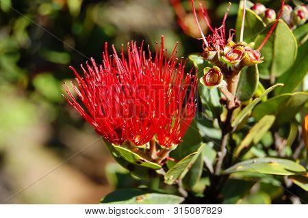 Beautiful Sight On The Pihea Trail, In The Na Pali Kona Forest Preserve, Is This Brilliant Red Ohia 