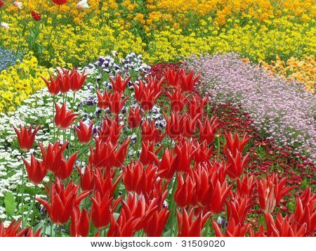 Red Tulip show.