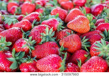 Close Up Of Fresh Strawberries From Serbia