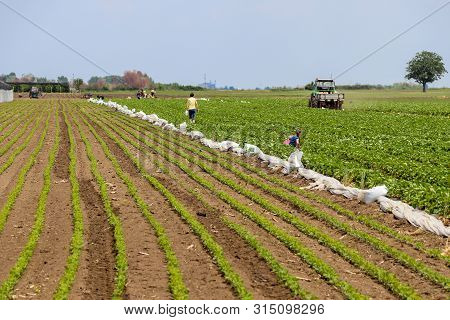 Strawberry and soja field with people and mechanization, Kisac, Serbia