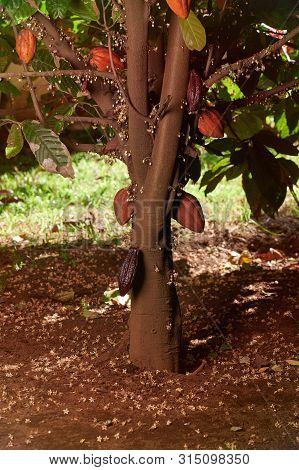 Harvest Of Cacao Pods Theme