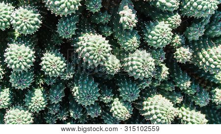 Macro Shot Of Green Cactus Plant Botany