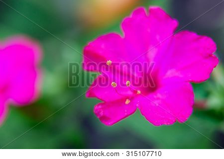 Flower Bed With Purple Petunias, Colourful Purple-red Petunia Flower Close Up, Petunia Flowers Bloom