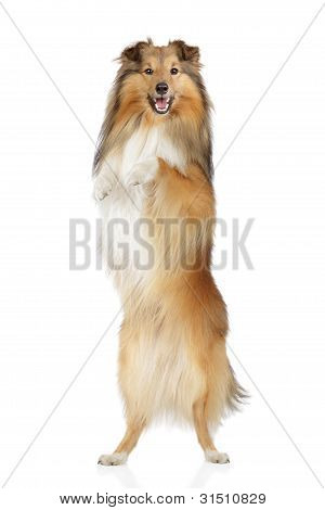Shetland Sheepdog su sfondo bianco