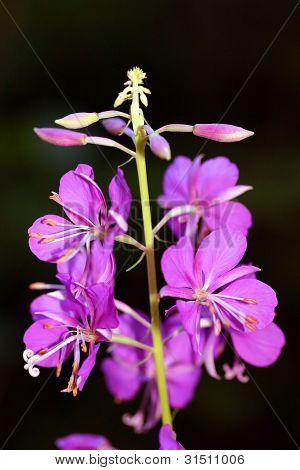 Gederams blomst