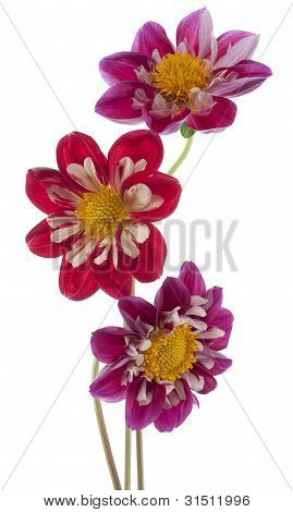 Dahlia