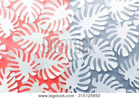 Double Colored Pink Blue Tropical Botanical Background With Handmade Paper Cut White Mostera Plant L