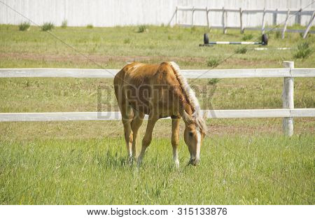 Beautiful Red Horse Grazing In The Meadow In Summer.