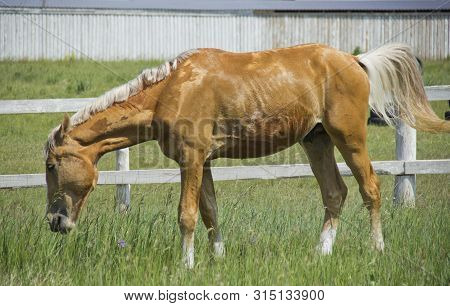 Beautiful Red Horse Grazing In The Meadow In Summer.