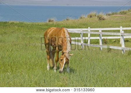 Beautiful Red Horse Grazing In The Meadow In Summer.