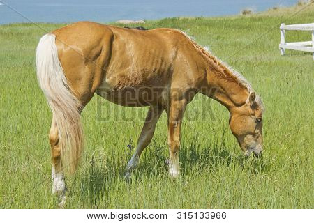 Beautiful Red Horse Grazing In The Meadow In Summer.