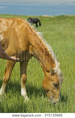 Beautiful Red Horse Grazing In The Meadow In Summer.