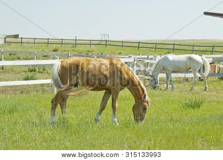 White And Red Horse Grazing In The Meadow.