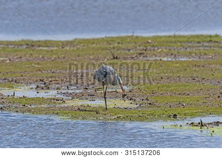 Great Blue Heron Eating A Fish In The Horicon National Wildlife Refuge In Wisconsin