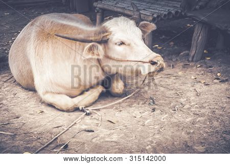Detailed Close-up Of A White Buffalo. Beautiful Buffalo Is Back Horn Tied With Rope On Ground
