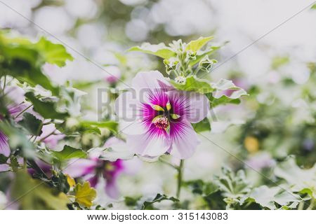 Hibiscus Syriacus Althea Rose Of Sharon Flower (also Called Aphhrodite Hibiscus) With Purple And Whi