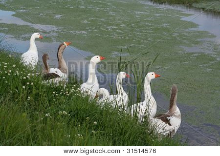 Gans