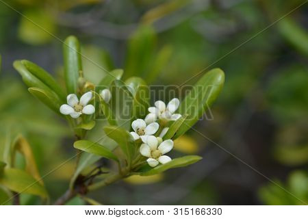 Mock Orange White Flowers - Latin Name - Pittosporum Tobira