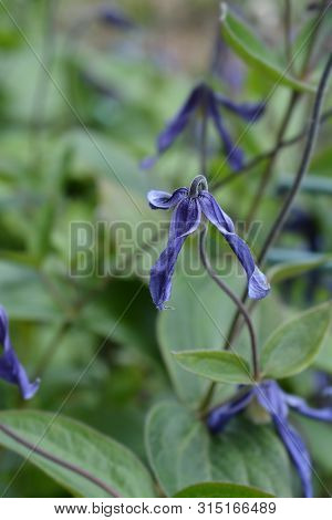 Clematis Hendersonii - Latin Name - Clematis Integrifolia Hendersonii