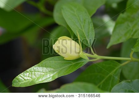 Chinese Sweetshrub Flower - Latin Name - Calycanthus Chinensis