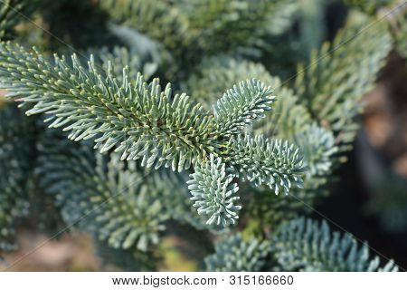 Blue Noble Fir - Latin Name - Abies Procera Glauca