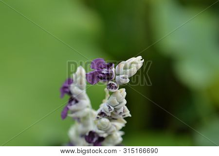 Powdery Alligator-flag Flower - Latin Name - Thalia Dealbata
