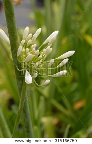White African Lily Flower Buds - Latin Name - Agapanthus Africanus Albus