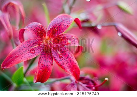 Several Current And Future Red Lilies Blooming In The Garden