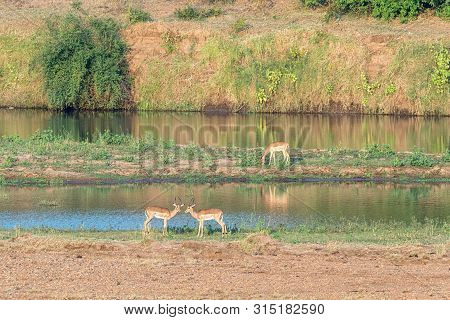 Impala Rams, Aepyceros Melampus, Next To A River