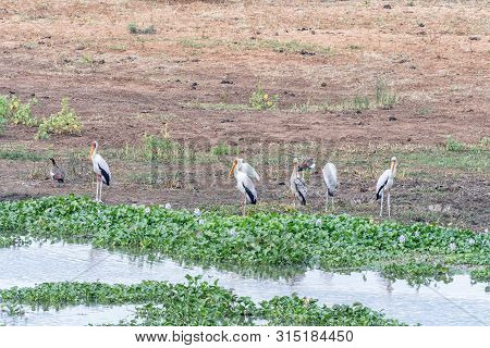 Yellow-billed Storks, Mycteria Ibis, Next To Hyacinth Plants In A River