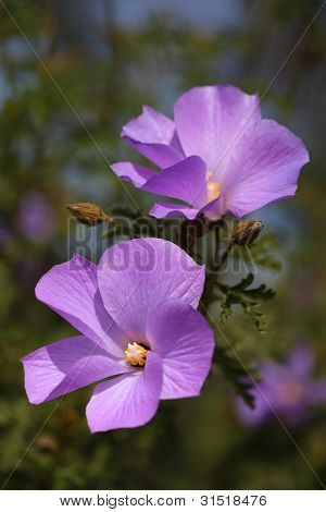 fÃ¼nf tausendblÃ¤ttrigen purpurrote Blume