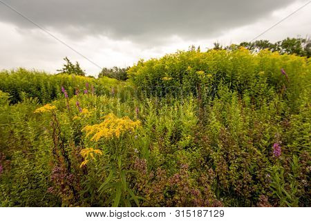 Budding And Flowering Goldenrod In Its Own Natural Habitat. The Yellow Blooming Goldenrod Or Solidag