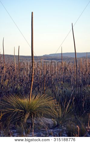 Australian Landscape Scene Of Xanthorrhoea Grass Tree Flower Spikes In Late Afternoon Sun Growing In