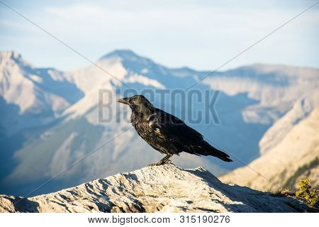 Raven On The Top Of The Peak Around Banff Gondola In The Rocky Mountains, Banff National Park, Alber