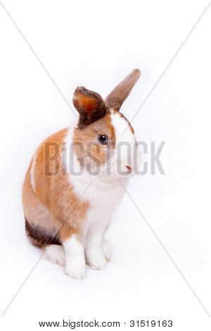 Påskharen