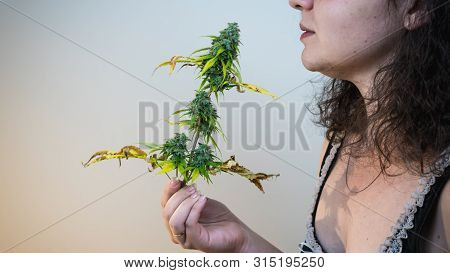 The Young Person Hold In His Hand Madical Marijuana Buds, Close-up. Fresh Cannabis Buds, Harvest. Ca