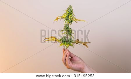 The Young Person Hold In His Hand Madical Marijuana Buds, Close-up. Fresh Cannabis Buds, Harvest.