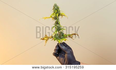 The Young Person Hold In His Hand Madical Marijuana Buds, Close-up. Fresh Cannabis Buds, Harvest.