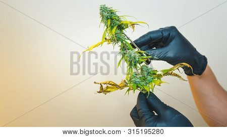 The Young Person Trimming In His Hand Madical Marijuana Buds, Close-up. Fresh Cannabis Buds, Harvest
