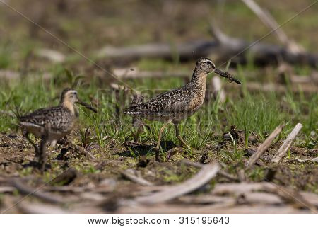The Short-billed Dowitcher (limnodromus Griseus),shorebird In The Marsh. Adult Birds In Summer