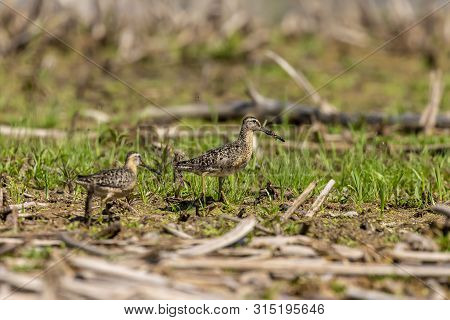 The Short-billed Dowitcher (limnodromus Griseus),shorebird In The Marsh. Adult Birds In Summer